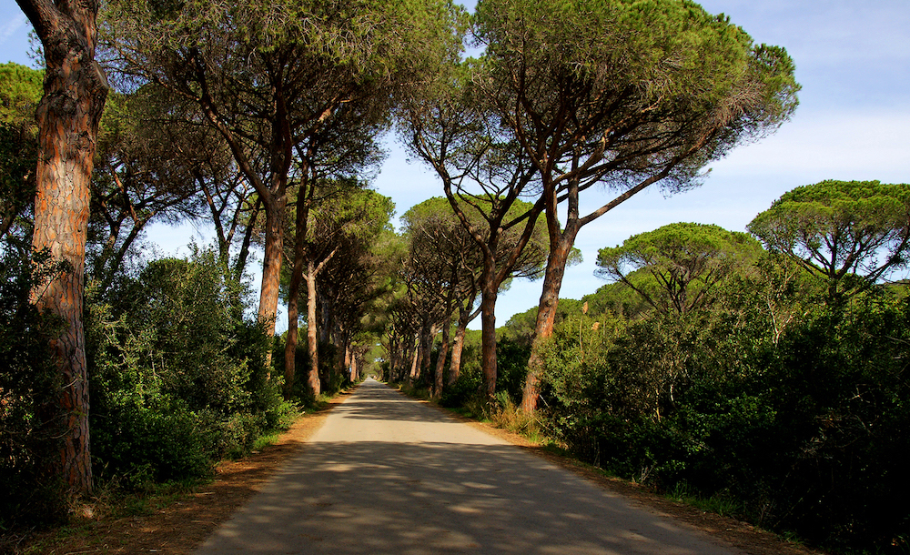 agriturismo alberese vicino al mare marina di alberese pineta