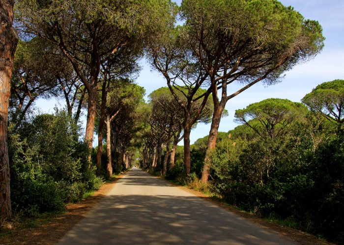 agriturismo-alberese-vicino-al-mare-marina-di-alberese-pineta