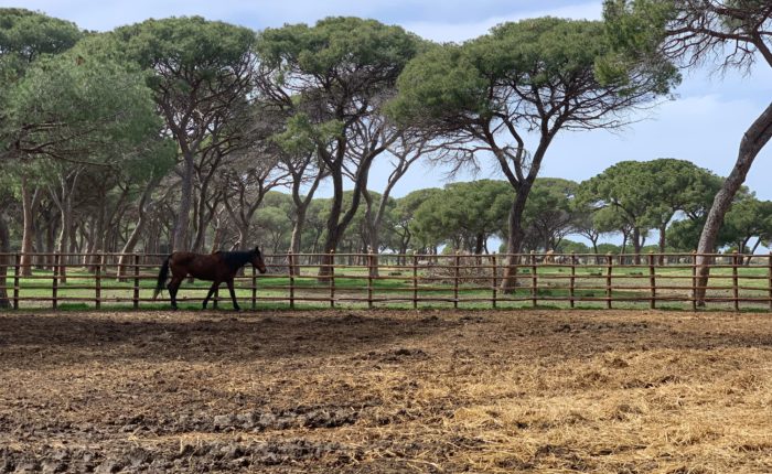 Parco della Maremma Alberese