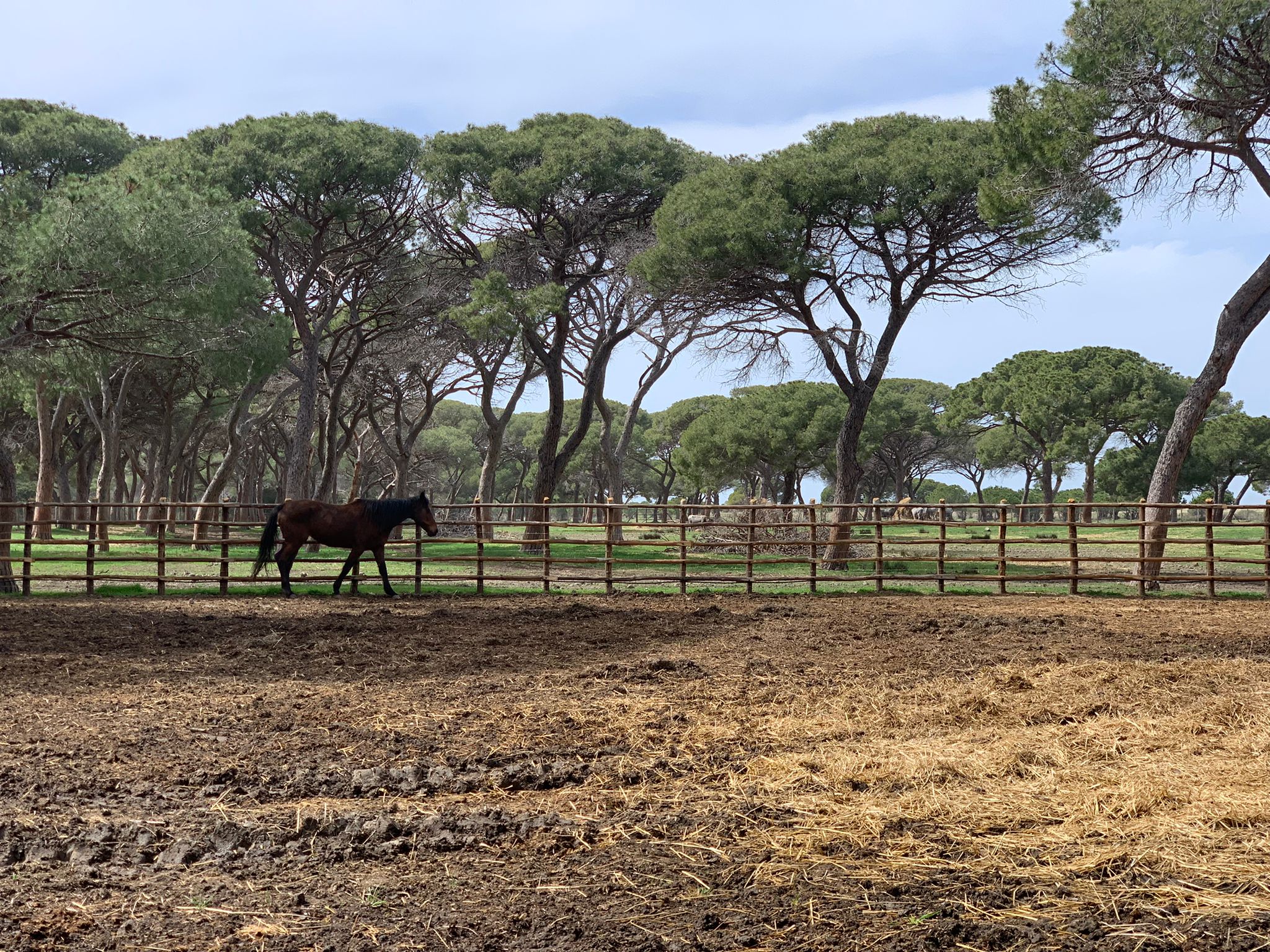 Parco della Maremma Alberese